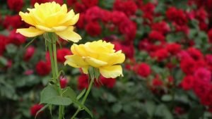 গোলাপ ফুল নিয়ে ছবি