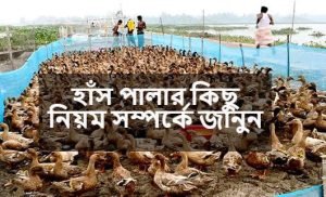 উন্নত জাতের হাঁস পালন এবং পরিচিতি