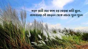 কাশফুল নিয়ে রোমান্টিক স্ট্যাটাস