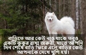 কুকুর নিয়ে ক্যাপশন 