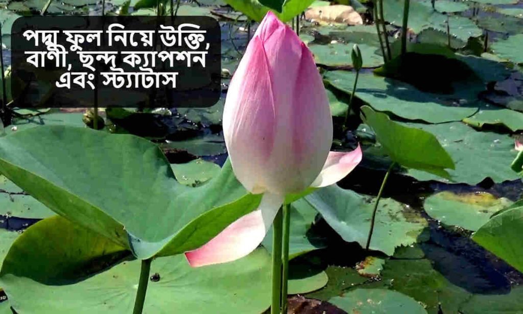 পদ্ম ফুল নিয়ে উক্তি