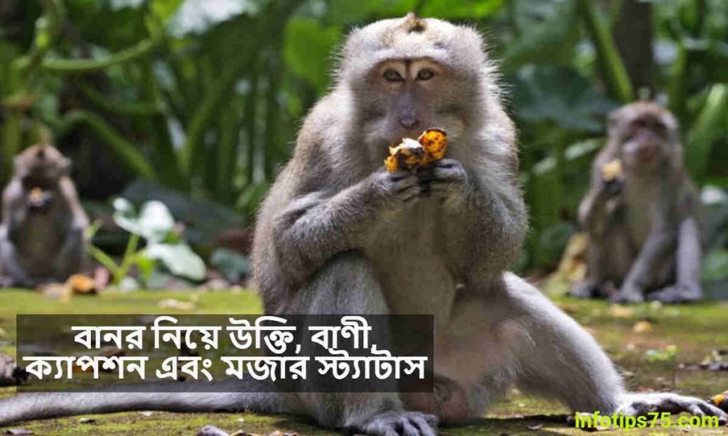 বানর নিয়ে উক্তি