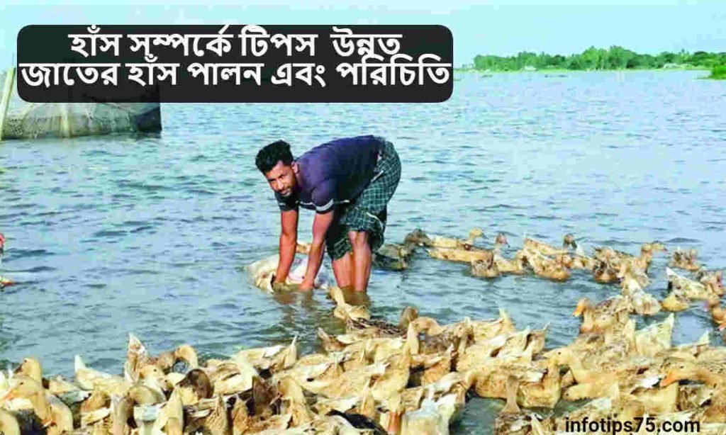 হাঁস সম্পর্কে টিপস 