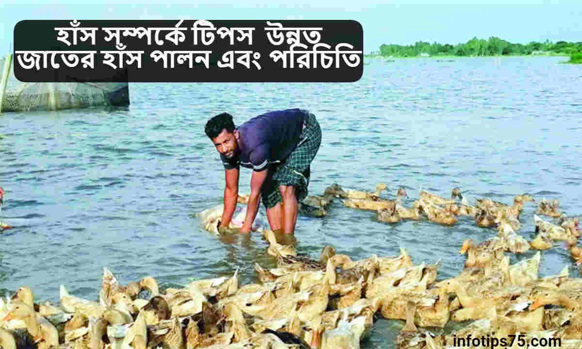 হাঁস সম্পর্কে টিপস